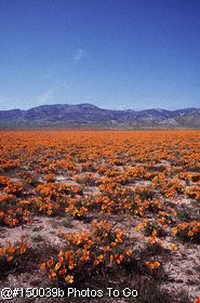 Poppy field